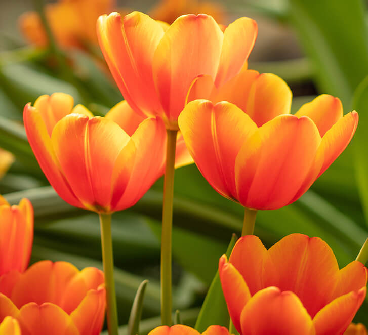 Tulpenblüten