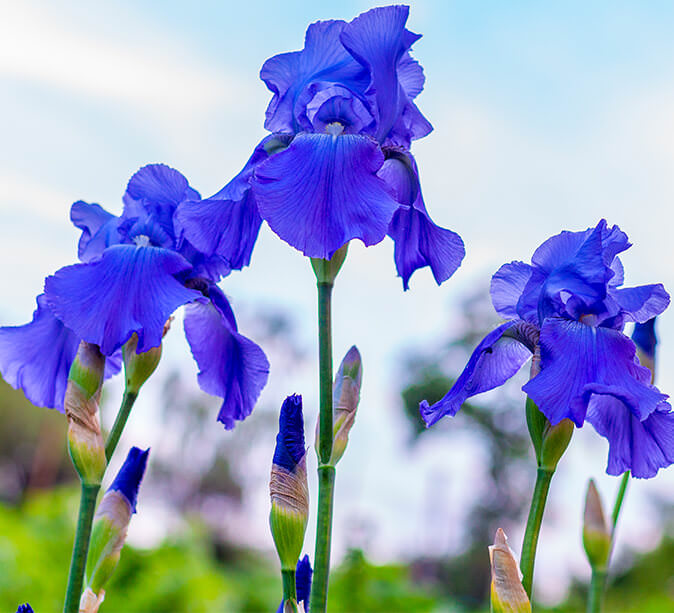 Blumenzwiebeln