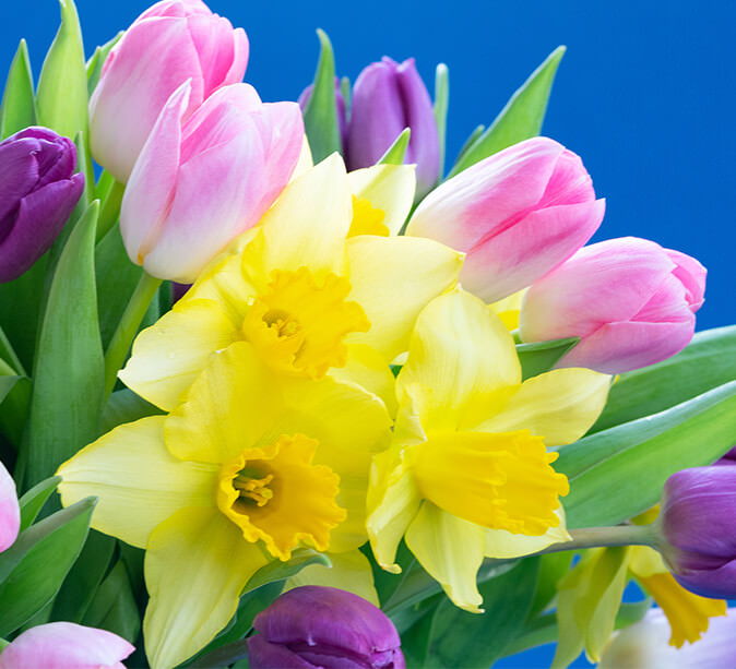 Blumenzwiebelmischungen