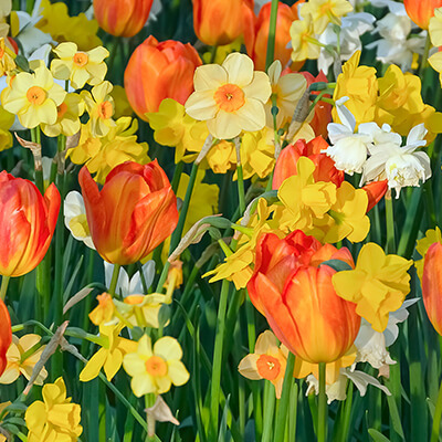 Bunte Blumen