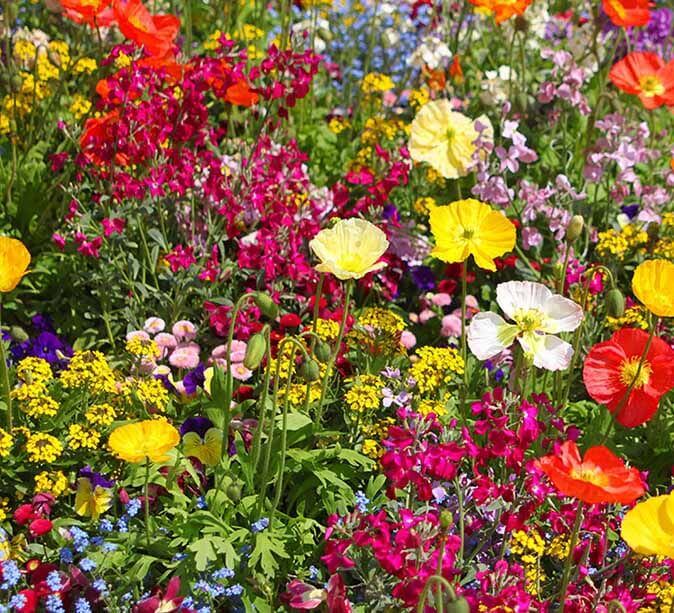 Blumensamen