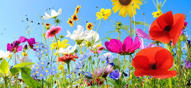Blumenwiese