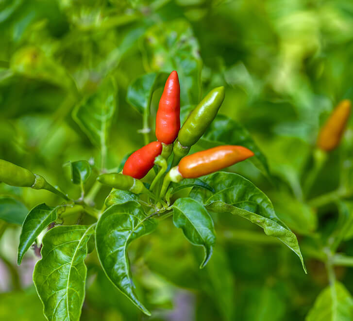 Chilipflanzen