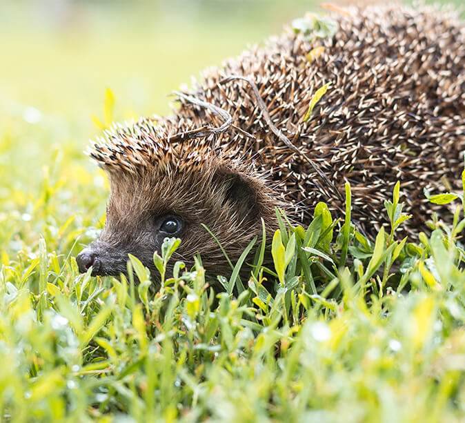 Igel