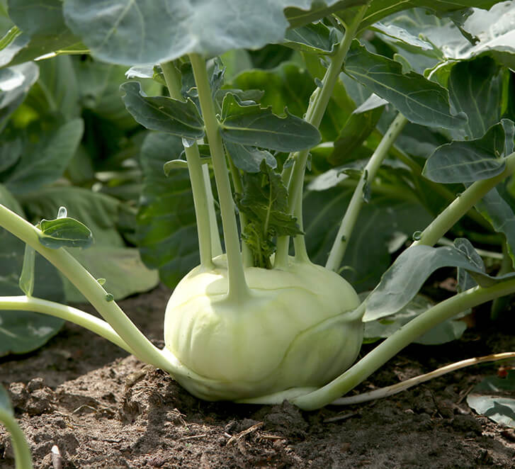 Kohlrabi