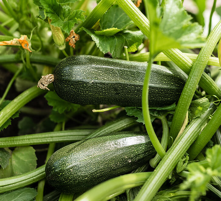 Zucchini