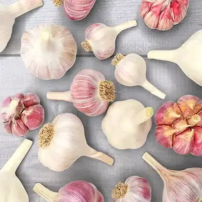 Knoblauch