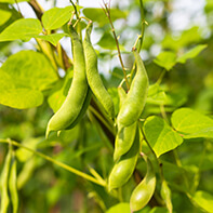 Buschbohnensamen