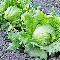 Eissalatsamen