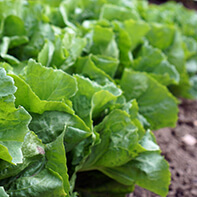 Endiviensalatsamen