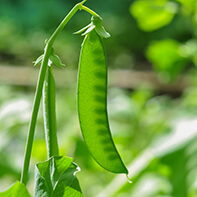 Erbsensamen