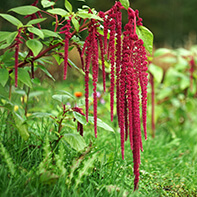 Fuchsschwanzsamen