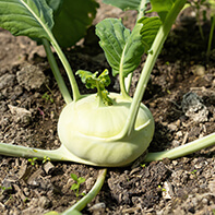 Kohlrabisamen
