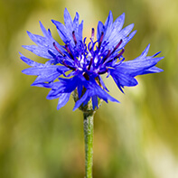 Kornblumensamen