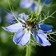 Kümmelsamen