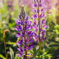 Lupinensamen