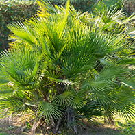 Palmensamen