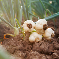 Pflanzknoblauch