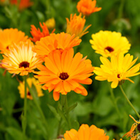 Ringelblumensamen