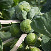 Rosenkohlsamen