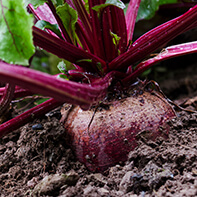 Rote Beetesamen