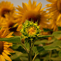 Sonnenblumensamen