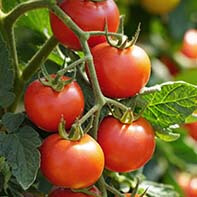 Tomatensamen