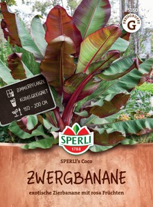 Zwergbanane