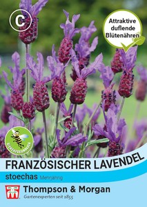 Französischer Lavendel
