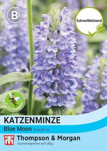 Katzenminze Blue Moon