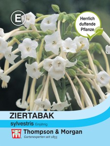 Tabakpflanze sylvestris