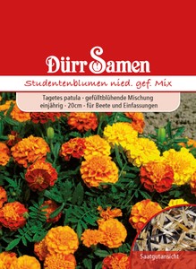 Studentenblume niedrig gefüllte Mischung