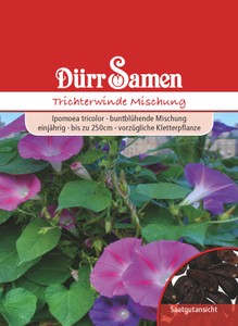 Trichterwinde Mischung