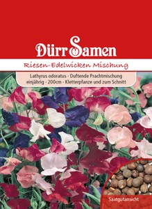 Riesen Edelwicke Mischung