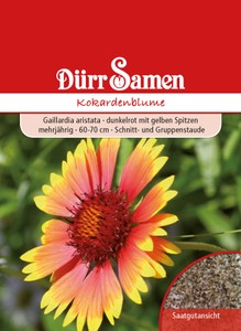 Kokardenblume