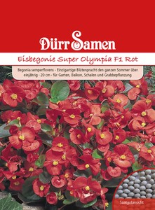 Eisbegonie Super Fly F1 rot