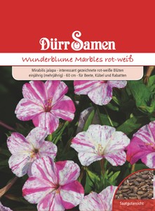 Wunderblume Marbles rot weiß