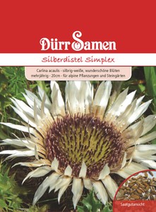 Silberdistel Simplex