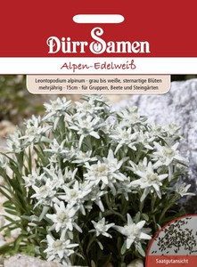 Alpen-Edelweiß