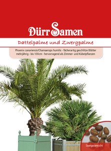 Dattelpalme &amp; Zwergpalme