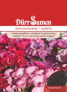 Sommerazalee [MHD 12/2024]