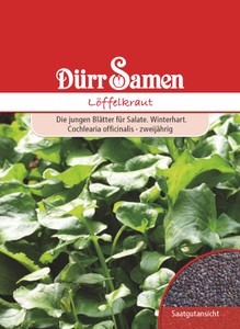 Löffelkraut