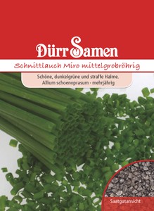 Schnittlauch mittelgrobröhrig Schnittlauch mittelgrobröhrig