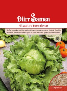 Eissalat Barcelona lausfrei