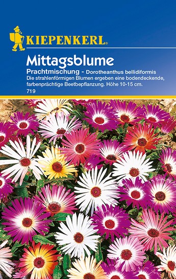 Mittagsblume Prachtmischung Mittagsblume Prachtmischung