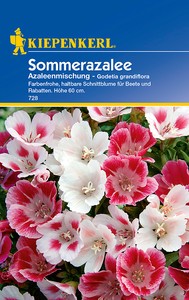 Sommerazalee Azaleenmischung Sommerazalee Azaleenmischung