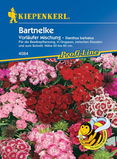 Bartnelke Vorläufer Mischung Bartnelke Vorläufer Mischung