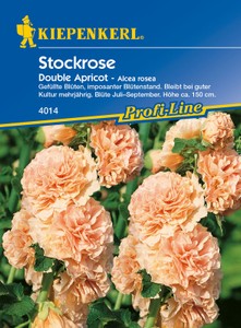 Stockrose Chaters Red, Stockrosensamen von Kiepenkerl