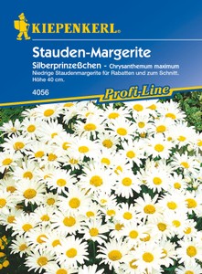 Stauden - Margerite Silberprinzesschen Stauden - Margerite Silberprinzesschen