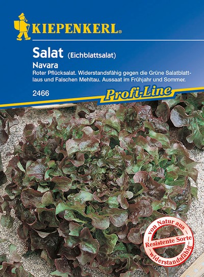 Roter Eichblattsalat Navara Roter Eichblattsalat Navara